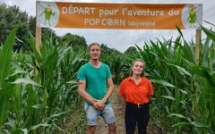 Un labyrinthe géant dans un champ de maïs aux portes d’Angers