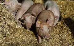 Bretagne : un cas de grippe influenza porcin détecté chez un homme