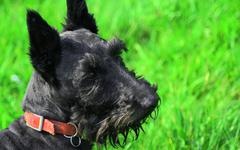 Scottish Terrier : Prix, Santé, Education, Alimentation