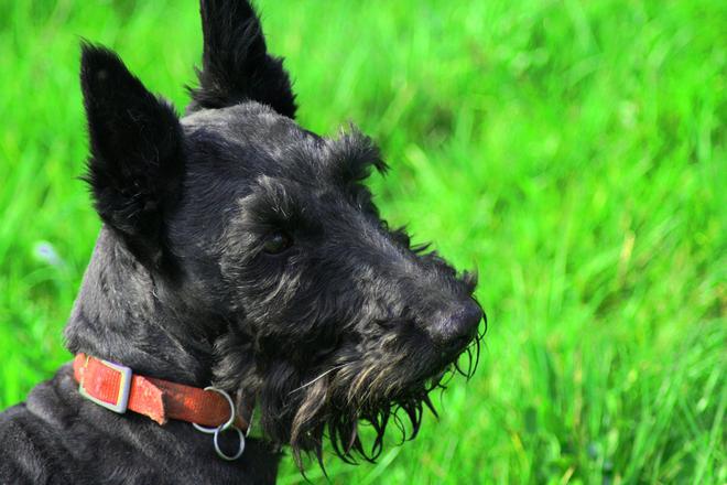 Scottish Terrier : Prix, Santé, Education, Alimentation