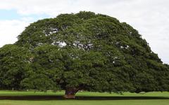 le Samanea saman de Hawaii, l’ arbre de Hitachi