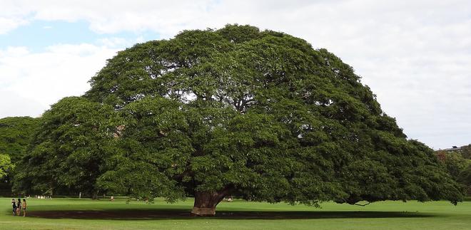 le Samanea saman de Hawaii, l’ arbre de Hitachi