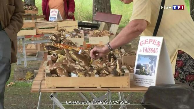 Effervescence au marché aux cèpes de Vaïssac, dans le Tarn-et-Garonne