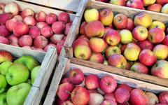 A la rencontre d’Eric Martineau, producteur de pommes