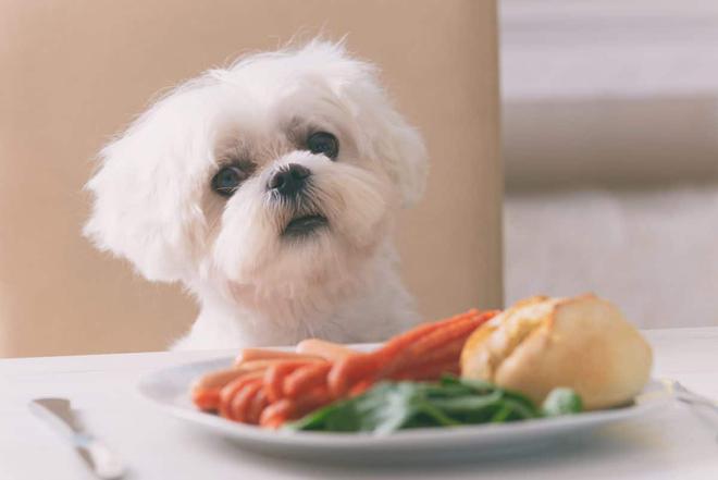 Animal de compagnie : les six aliments que vous ne devez jamais donner à votre chien !