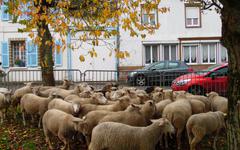La foire et les moutons reviennent lundi à Liomer