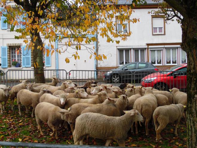 La foire et les moutons reviennent lundi à Liomer