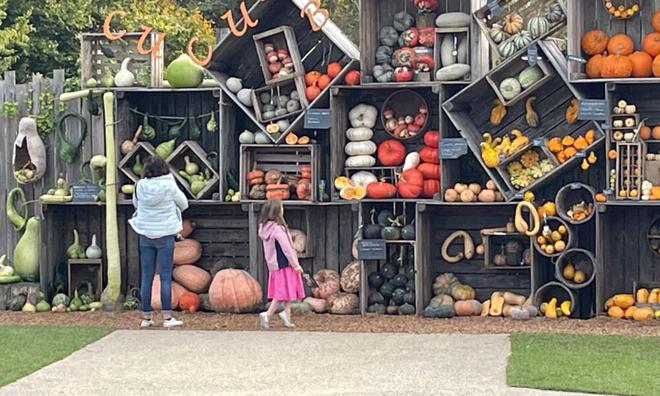 Pourquoi la citrouille est le symbole d’Halloween ?