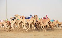 une course de dromadaires à Al Shahaniya au Quatar