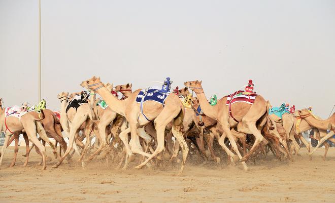 une course de dromadaires à Al Shahaniya au Quatar