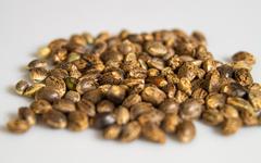 Les graines de cannabis sont-elles comestibles ?
