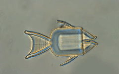 Des microrobots poissons à l’assaut des cellules cancéreuses
