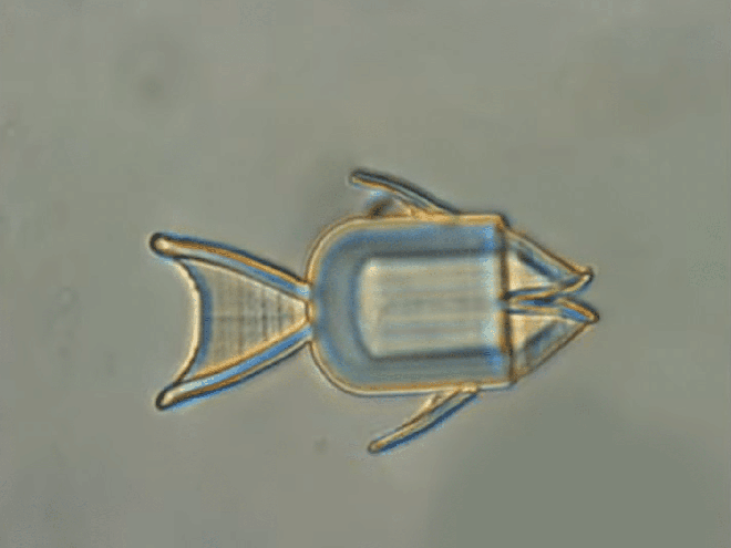 Des microrobots poissons à l’assaut des cellules cancéreuses