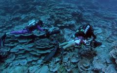 Polynésie : un jardin de roses sous la mer