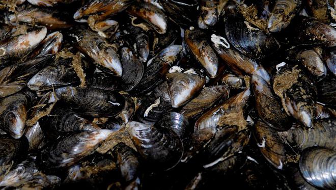 Hérault : on peut à nouveau consommer les coquillages de l'étang de Thau, à l'exception des palourdes