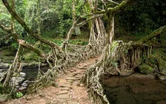 Les ponts-racines vivantes, symbole de la symbiose entre l’homme et la nature