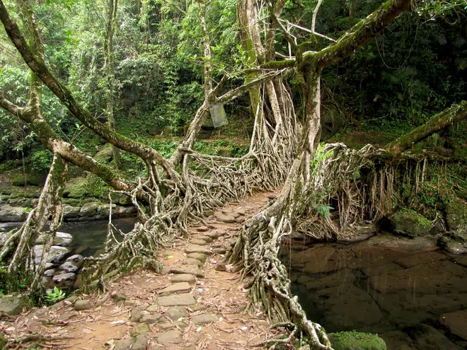 Les ponts-racines vivantes, symbole de la symbiose entre l’homme et la nature