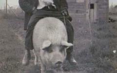 Les vrais chevaucheurs de cochon des années 1900