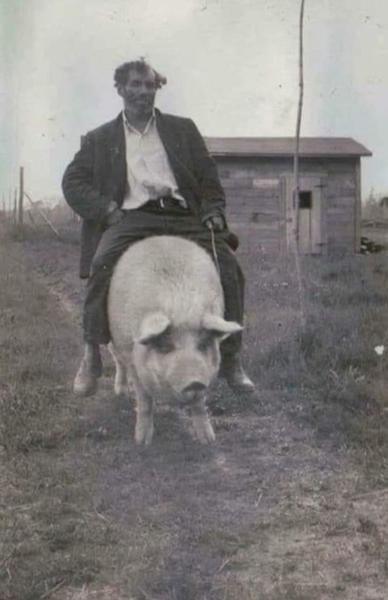 Les vrais chevaucheurs de cochon des années 1900