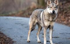 On était des loups, Sandrine Collette: tu seras un homme, mon père