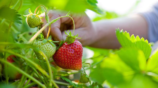 VIDÉO - Fruits et légumes : et si vous les cueilliez vous-mêmes ?