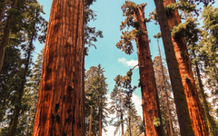 Parc national de Sequoia et Kings Canyon, terres des géants rouges