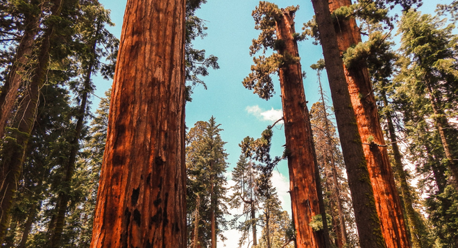 Parc national de Sequoia et Kings Canyon, terres des géants rouges