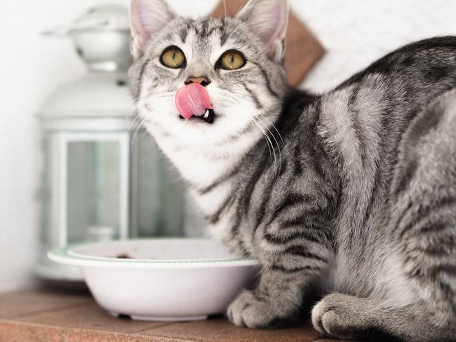 Gérer le surpoids chez les chats : conseils et régimes