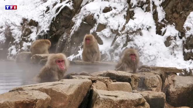VIDÉO - Japon : le spectacle fascinant des "singes des neiges" barbotant dans les sources d'eau chaude