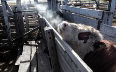 L’industrie animale tente de cacher son impact climatique