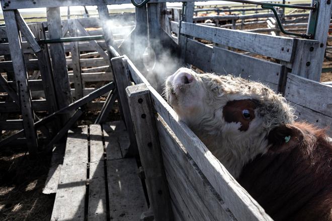 L’industrie animale tente de cacher son impact climatique