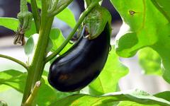 3 façons de cuisiner l’aubergine