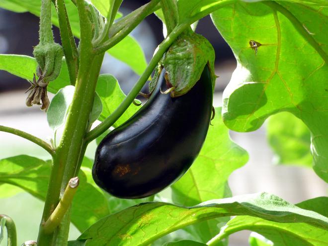 3 façons de cuisiner l’aubergine