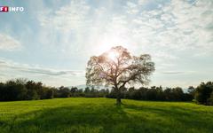 Découvrez l'arbre associé à votre naissance selon l'astrologie celtique