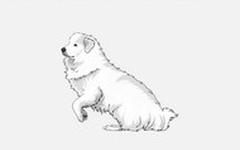 Livre audio gratuit : MARIE-ODILE-ACKERMANN - TEDDY, LE PETIT CHIEN PATOU