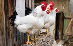 Atelier pain et animaux, à la Ferme de Gally Saint-Cyr (78)