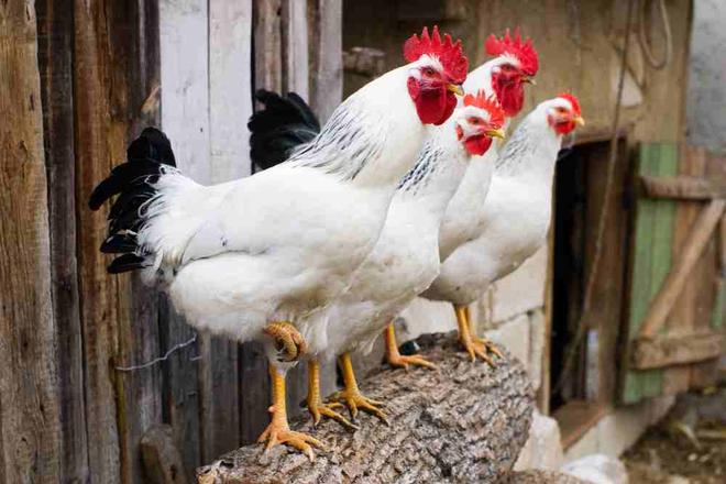 Atelier pain et animaux, à la Ferme de Gally Saint-Cyr (78)