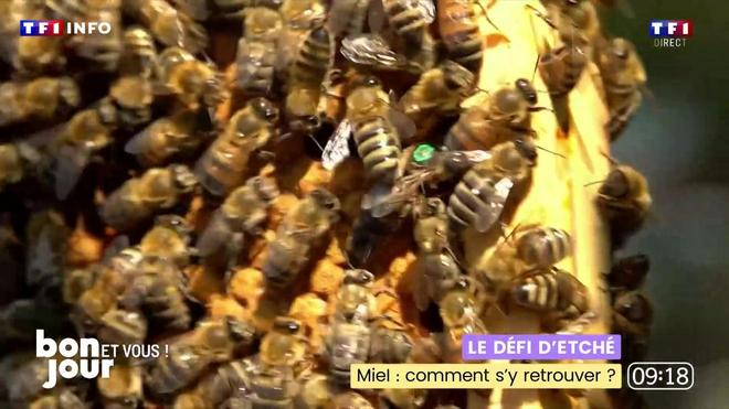 Miel, comment s’y retrouver ?