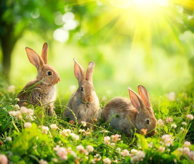 Quelles sont les différentes catégories de lapins nains ?