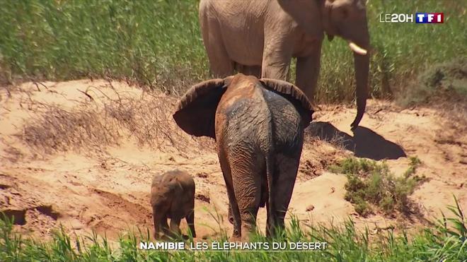 À la découverte des éléphants du désert de Namibie