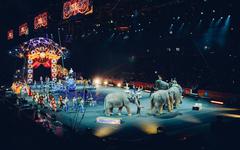 La fin des lions et des éléphants dans les cirques, on y est presque !