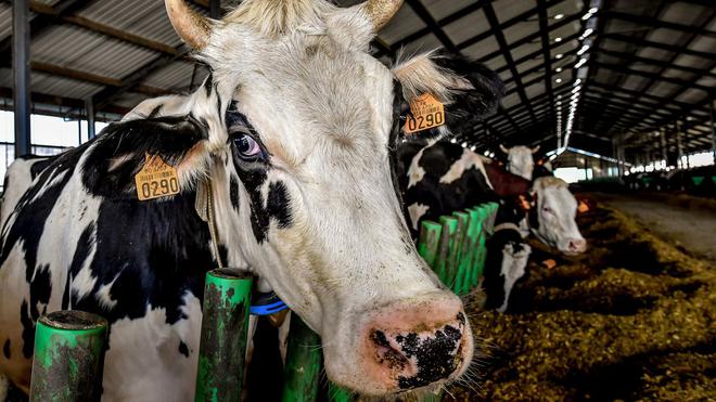 VIDÉO - Casser les prix des côtes de bœuf menace-t-il la filière bovine ? Une agricultrice lance l'alerte
