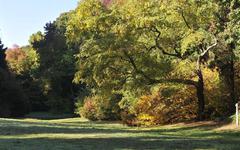 L’Arboretum de Tervuren, la perle cachée de la forêt de Soignes : un tour du monde en quelques promenades