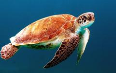 À Madagascar, 19 personnes décèdent après avoir mangé de la tortue de mer