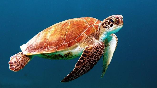 À Madagascar, 19 personnes décèdent après avoir mangé de la tortue de mer