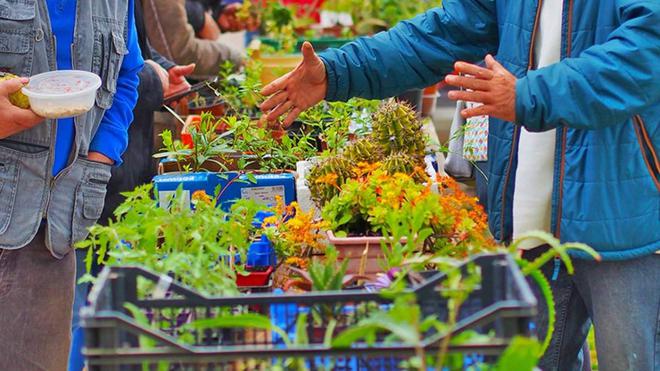 Troc’Plantes au Soler le samedi 8 mai : partager vos plants et boutures printanières à l’Espace Collectif des Jardins Familiaux et Partagés