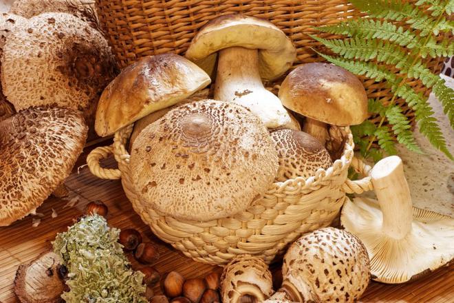 Santé. Consommer des champignons pour réduire de près de moitié le risque de cancer ?