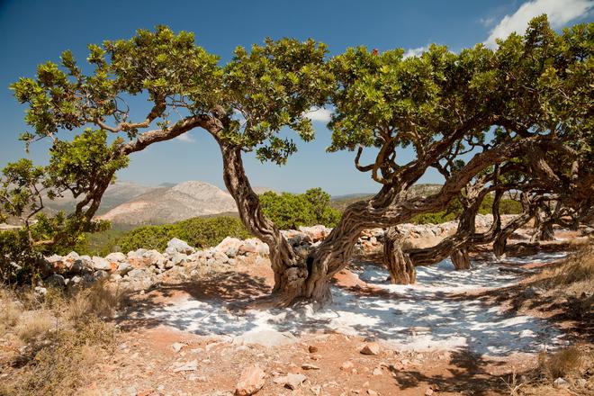 Pistachier lentisque : un trésor botanique de la Méditerranée