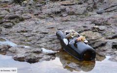 Morbihan : aidez ces Bretons à retrouver qui a jeté cette bouteille à la mer découverte sur la plage de Penvins