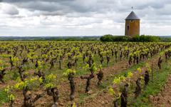 A la découverte du Muscadet au Domaine Ménard-Gaborit